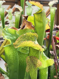 Sarracenia Leucophylla x Sarracenia Minor