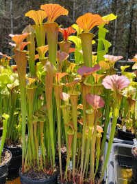 Sarracenia Flava x Sarracenia Flava