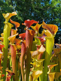 Sarracenia Flava x Sarracenia Flava