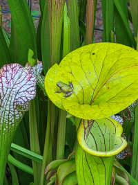 Sarracenia Flava and Cricket Frog