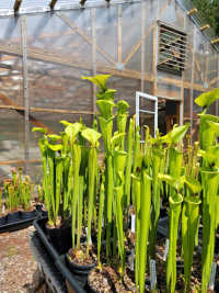 Sarracenia 'Leah Wilkerson' x Sarracenia Oreophila x Sarracenia Flava