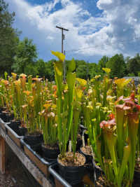 Sarracenia Flava x Sarracenia Leucophylla