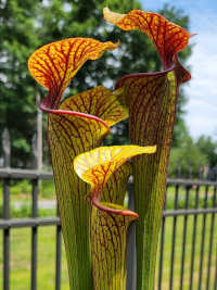 Sarracenia Flava x Sarracenia Leucophylla