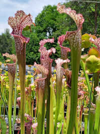 Sarracenia Leucophylla, Pink and Purple