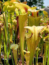 Sarracenia Flava x Sarracenia Oreophila