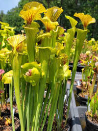 Sarracenia Flava x Sarracenia Leucophylla