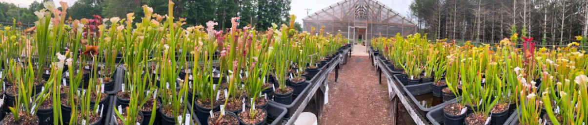 Back area of our retail carnivorous plant nursery
