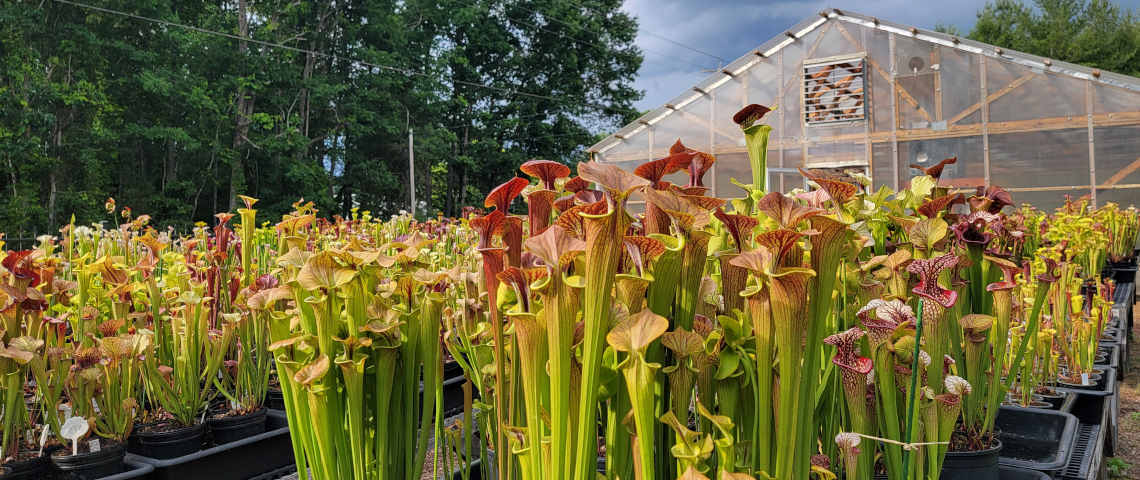 Tables and rows of a variety of pitcher plants in pots