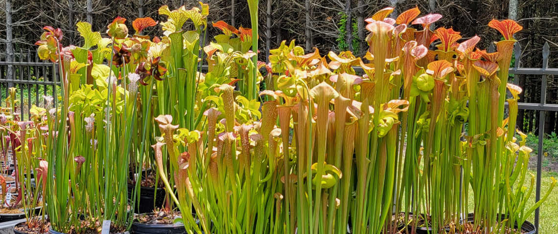 A variety of colorful pitcher plants